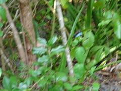 Papilio nireus lyaeus