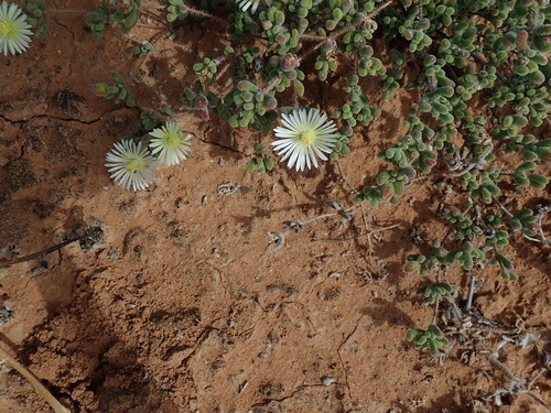 Image of Drosanthemum schoenlandianum by no rights reserved