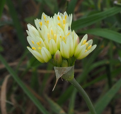 Allium erdelii