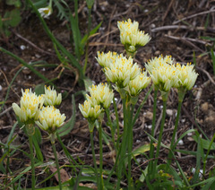 Allium erdelii