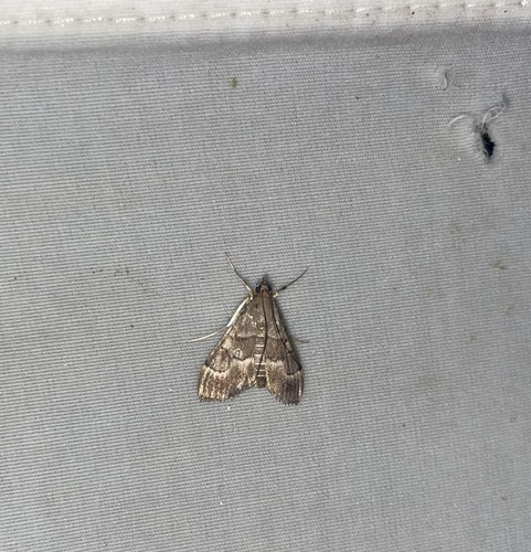 Omiodes monogona, 2022-03-17