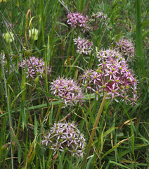 Allium tel-avivense