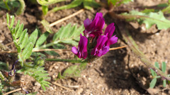 Astragalus callichrous