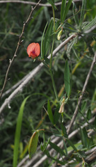Lathyrus marmoratus