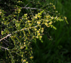 Thymelaea hirsuta
