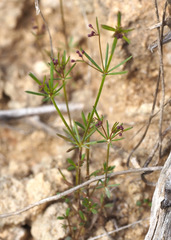 Galium setaceum