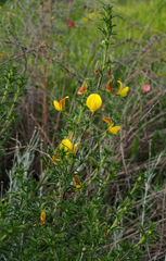 Ononis natrix