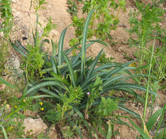 Vagaria parviflora