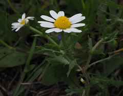 Anthemis philistea