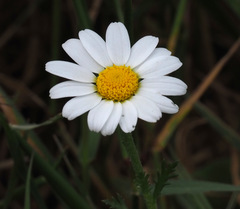 Anthemis philistea