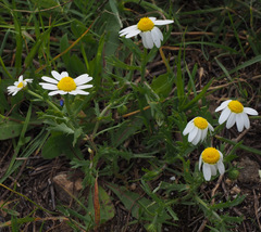 Anthemis philistea