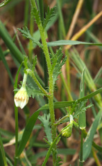 Anthemis philistea