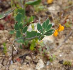 Coronilla repanda