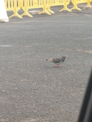 Columba livia domestica