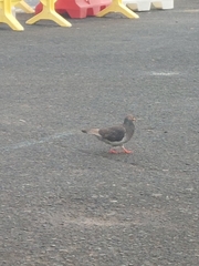 Columba livia domestica