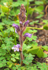 Phelipanche nana
