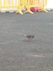 Columba livia domestica