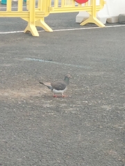 Columba livia domestica