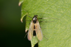 Cricotopus bicinctus