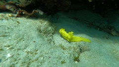 Notodoris citrina