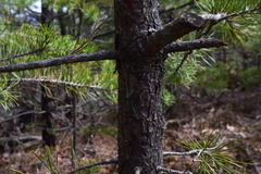 Pinus pungens