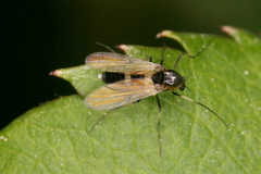 Cricotopus bicinctus