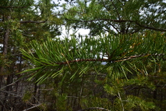Pinus pungens