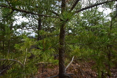 Pinus pungens