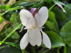 Viola odorata