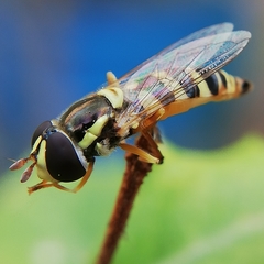 Ischiodon
