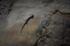 Plethodon dixi