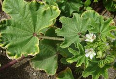 Malva parviflora image