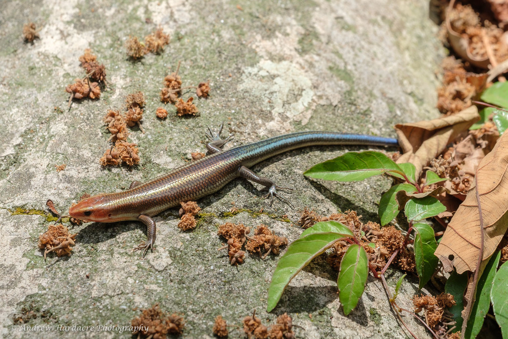 Blue-tailed Skink