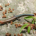 Blue-tailed Skink - Photo (c) 57Andrew, some rights reserved (CC BY-NC-ND), uploaded by 57Andrew