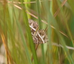 Chrysolarentia vicissata