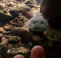 Cottus beldingii
