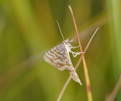 Chrysolarentia heliacaria