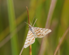 Chrysolarentia heliacaria
