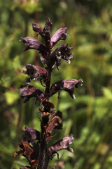 Orobanche owerinii