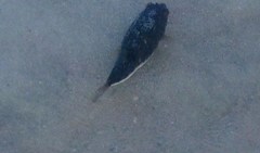 Tetractenos hamiltoni