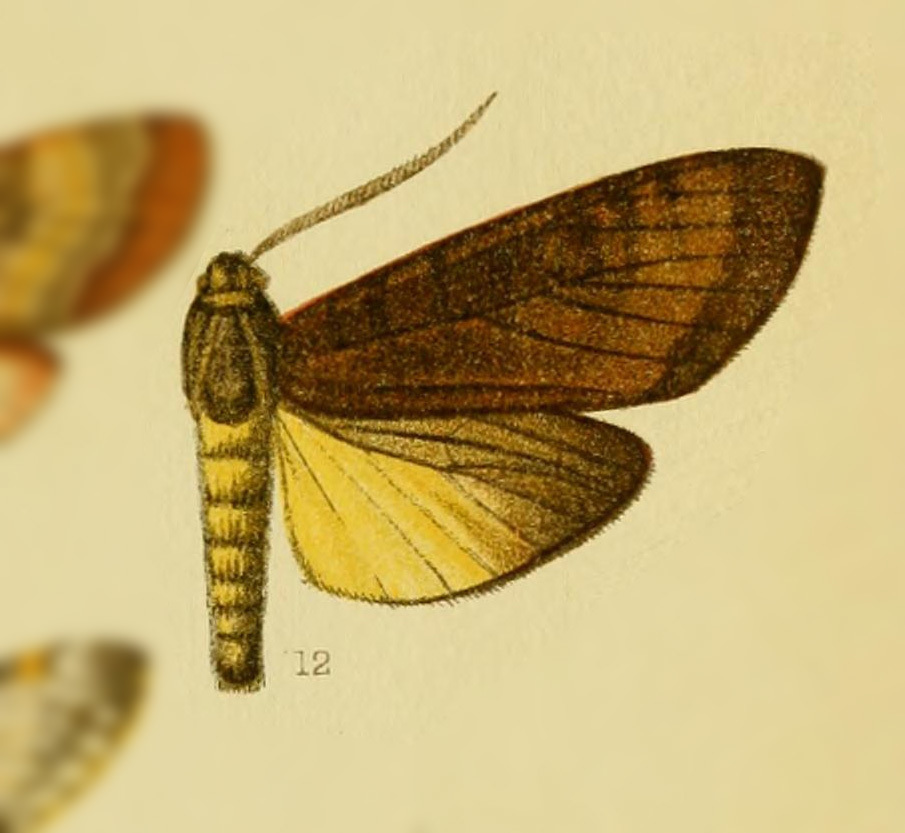 Amastus edaphus
