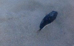 Tetractenos hamiltoni