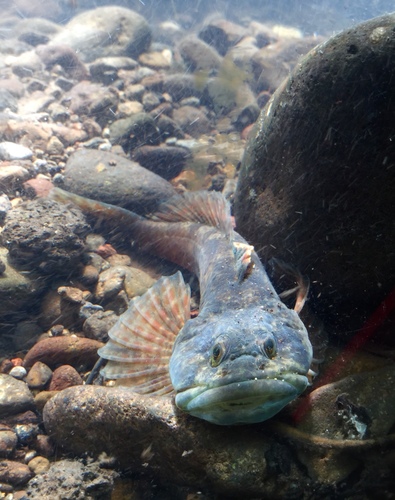 Paiute sculpin (Cottus beldingii) — Cottidae