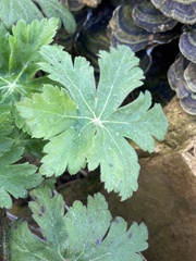 Geranium