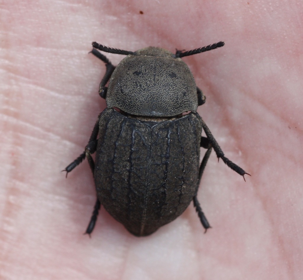 Microschatia morata