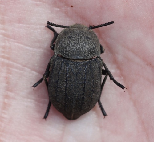Microschatia morata