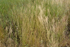 Elymus macrourus