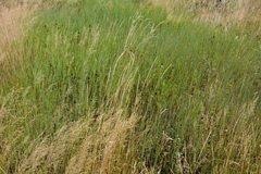 Elymus macrourus