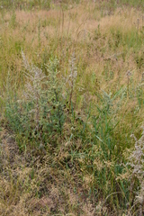 Elymus macrourus