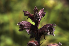 Orobanche owerinii
